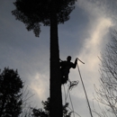 Phil's Tree Services - Logging Companies