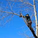 Tree King Usa - Landscaping & Lawn Services