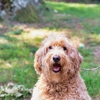 Jonesboro Animal Hospital gallery