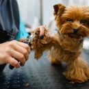 Lucky Puppy Custom Cuts - Pet Grooming