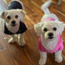 Dirty Dog DIY Pet Wash & Pawstry Shop - Pet Grooming