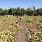 Underwood Family Farms - Moorpark