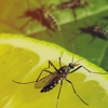 MaxPro Pest Control gallery
