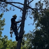 Tree and Green Services gallery