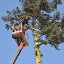 R  & N Tree Service - Stump Removal & Grinding