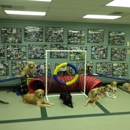 Canine Academy - Dog Training