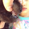 MaltipooPup gallery