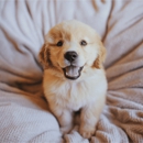 Kontota Mobile Dog Grooming of Scottsdale - Pet Grooming