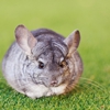 VCA Bradshaw Animal Hospital gallery