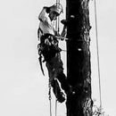 Mullins Tree Service - Tree Service