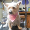 Tender Care Pet Grooming gallery