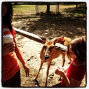 Wisconsin Deer Park - Amusement Places & Arcades