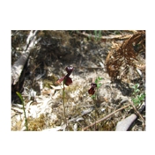 Gallery Image Number 4