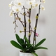 Dr Orchid Floral Design