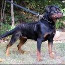 Rottweiler Kennel - Kennels