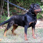 Rottweiler Kennel