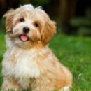 Aspen Pet Service Ltd - Pet Boarding & Kennels