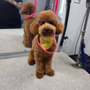 Kontota Mobile Dog Grooming of Aubrey, TX