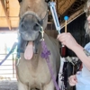 Equine Energy Work gallery