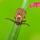 Mid-South Pest & Termite, LLC