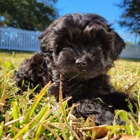 Michele's Puppies & Paws - Maltipoo Puppies Florida