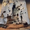 Truly Nolen Pest and Termite Control Grove City gallery