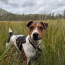 British Grit Jack Russell Terriers - Pet Breeders