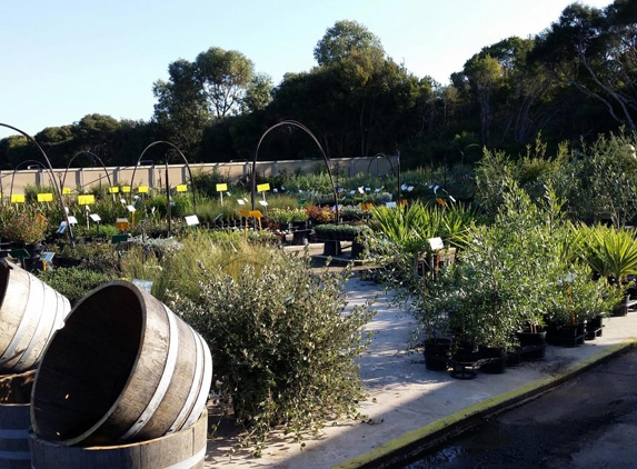Glenvue Wholesale Nursery - Rye, VIC