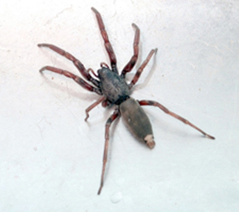 Carters Pest Control - Yarrawonga, VIC