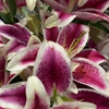 AAA Florist gallery