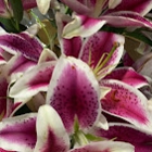 AAA Florist
