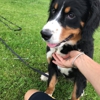 Pet Stop of WNY gallery
