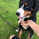 Pet Stop of WNY