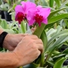 Odom's Orchids, Inc. gallery