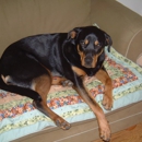 Quakertown Veterinary Clinic - Veterinary Clinics & Hospitals