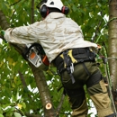 Urban Forestry Tree Service - Tree Service