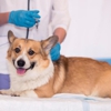 Spencer Animal Hospital gallery