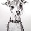 Animal Art and Pet Portraits by Stephanie Grimes gallery