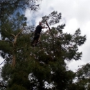 Ultimate Tree Cuts - Tree Service