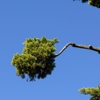 Acme Tree Service gallery