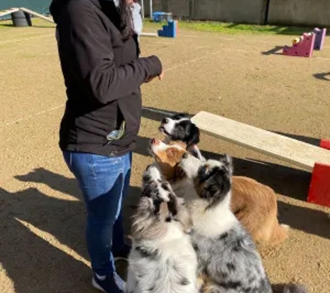 Alfoxton Dog Centre - Heathcote Junction, VIC