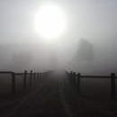 Wildwood Farm - Horse Training