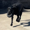 TOPDOG PET CARE gallery
