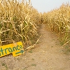 Fritz Corn Maze gallery