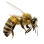 Bee Removal - Wildlife - Pest Control