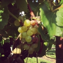 Haak Vineyards and Winery, Inc. - Wineries