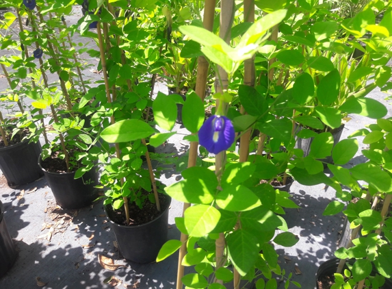 Citrus Park Landscape Nursery - Tampa, FL. Blue Pea Vine