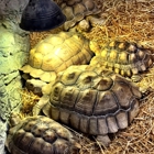 The Reptile Zoo