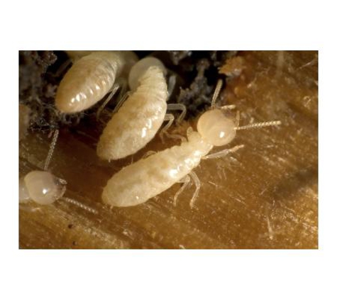 Conquest Pest & Termite Control - Bray Park, QLD