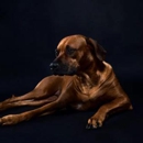 Rhodesian Ridgebacks of Texas - Pet Breeders